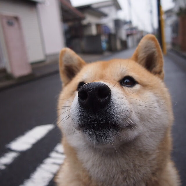西部新狼咬碎旧王朝，东部雏鹰撕裂铁王座