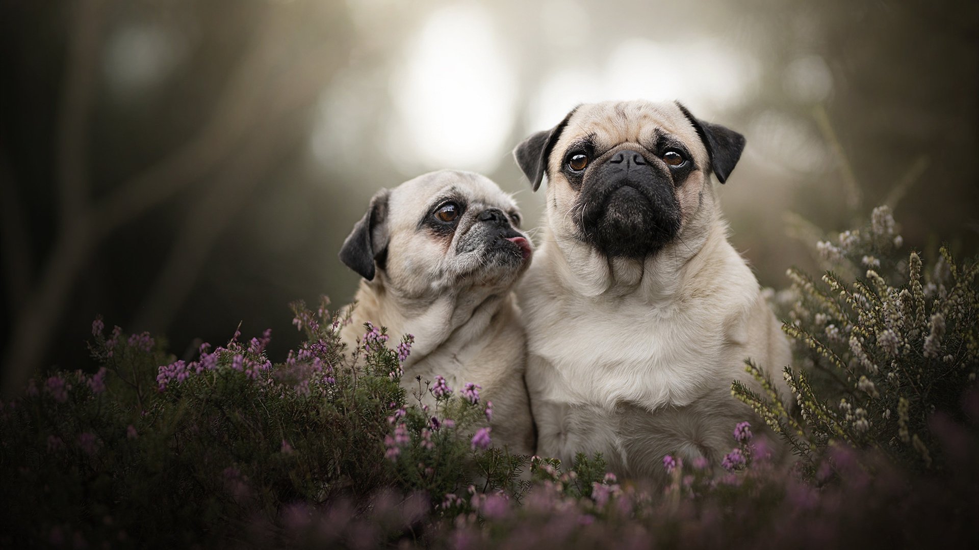 绝境之光，卡拉斯科一锤定音，哥伦比亚险胜加拿大背后的战术与英雄主义