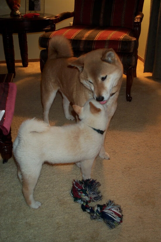 巨星时刻与团队风暴，篮球世界的两种胜利法则