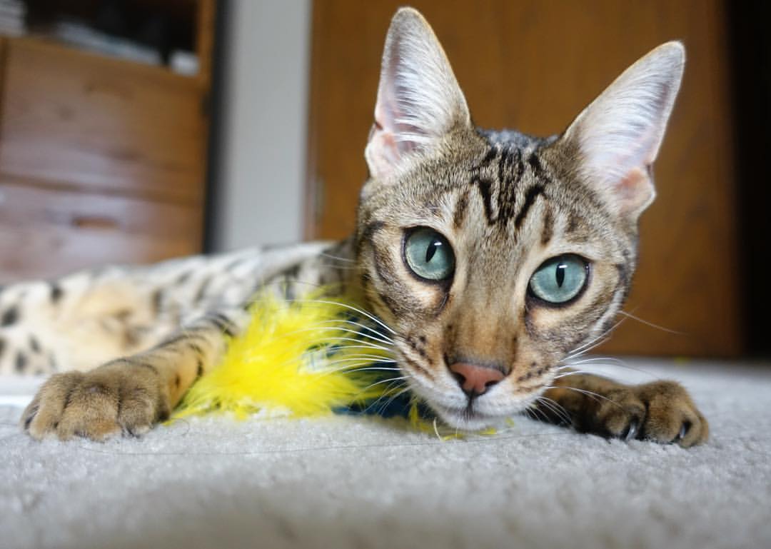 跨次元关键先生，字母哥降临助深圳斩落快船