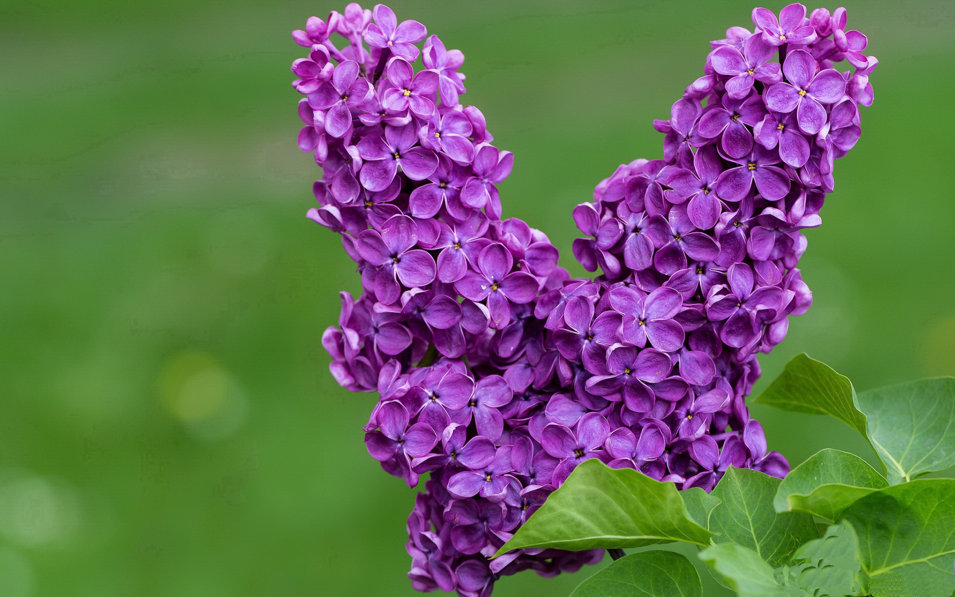 虚构友谊赛，阿拉巴独造三球，摩纳哥3-1轻取玻利维亚
