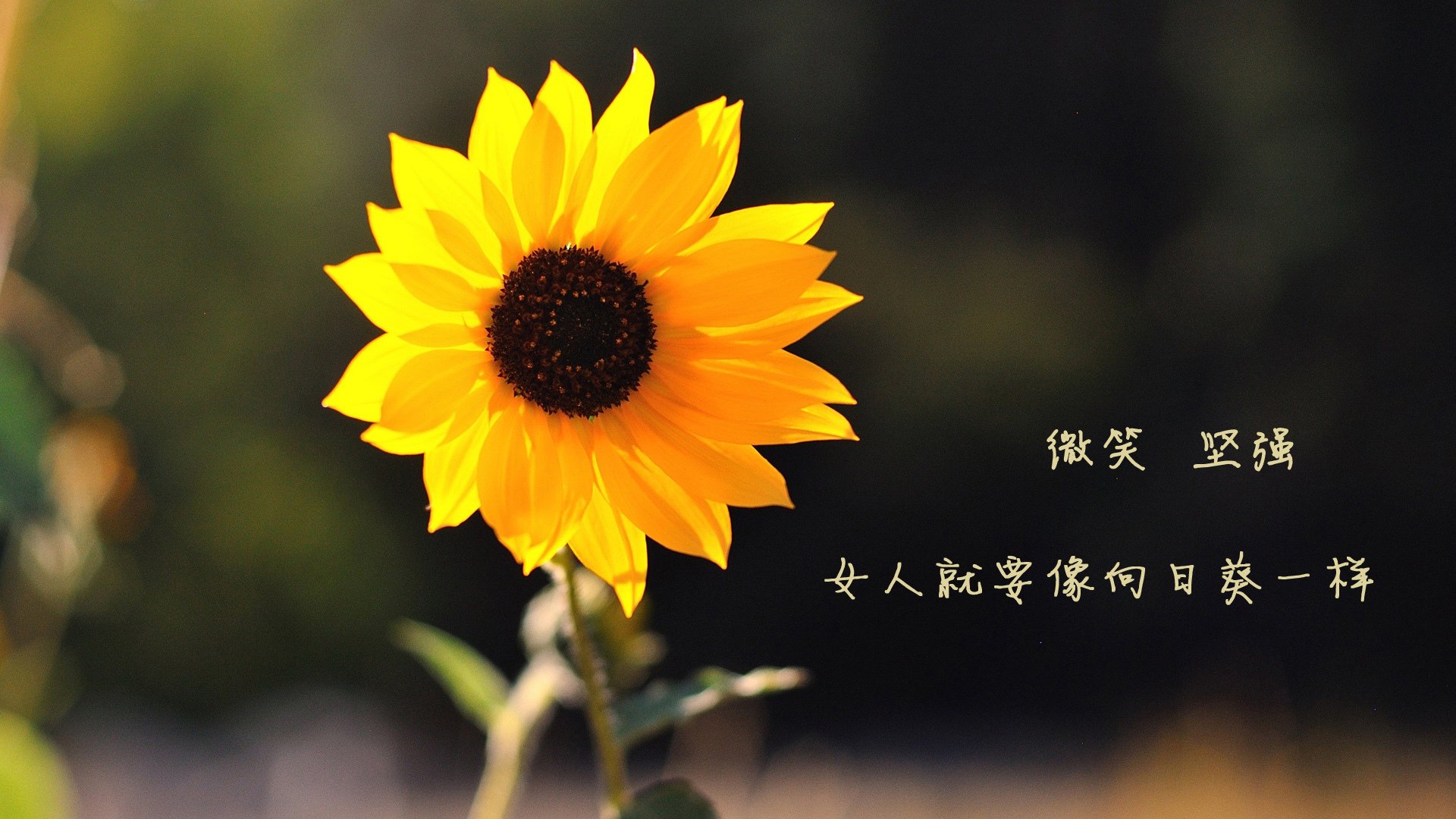 桑巴之矛与樱花之盾的顶级博弈,巴雷拉那记刺穿东瀛防线的致命一击,如何定义2026世界杯H组的唯一宿命