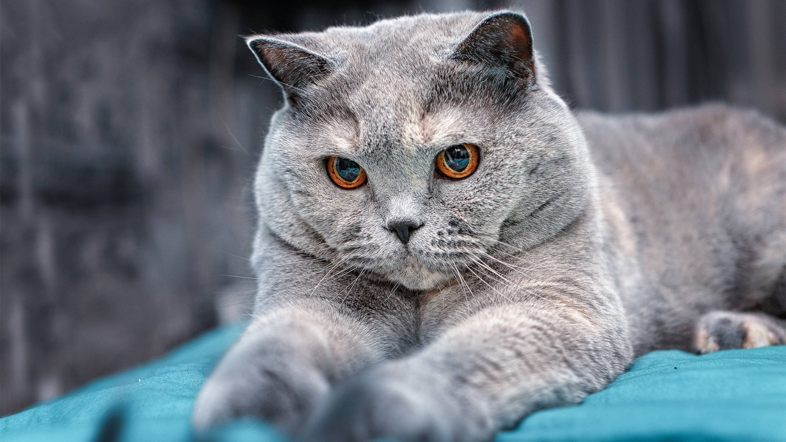 唯一神迹,2026世界杯A组,归化门神库尔图瓦封王,印度爆冷力克瑞典